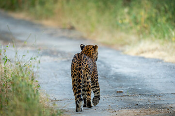 Back view of Indian wild male leopard or panther walking on a jungle track in natural green background during monsoon season wildlife safari at forest of central india - panthera pardus fusca