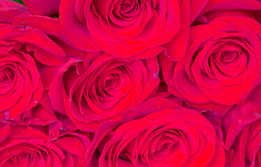 background of a big red roses