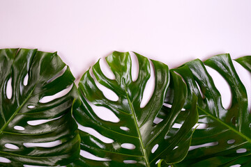 Big fresh Monstera leaf, Swiss cheese plant tropical against light gray color background.