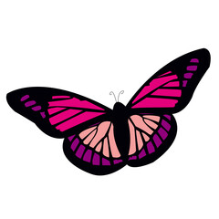 Beautiful colored butterfly in illustration