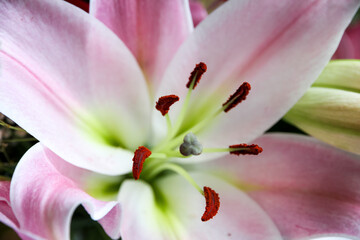 Fototapeta na wymiar Lily flower macro view
