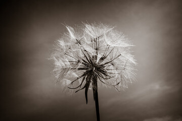 Dandelion flower silhouette over a blue sky. Black and White