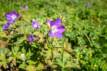 Geranium sylvaticum wild flowers in Vanoise national Park, France