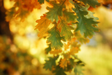 Fresh green oak tree leaves over white background. Natural close-up vertical photo with selective focus