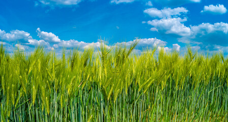 Panoramic view of beautiful farm landscape of green wheat field in late Spring, beginning of Summer in Europe, blue sky with clouds