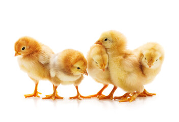 Many small chickens.