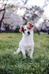 portrait of beautiful jack russell dog in park at sunset. Blossom and springtime