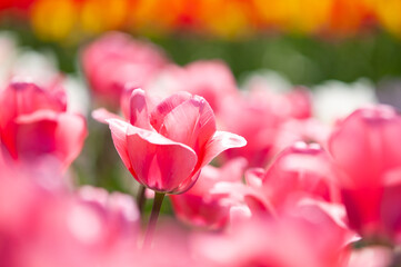 公園のチューリップ