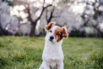Naklejka na ściany i meble portrait of beautiful jack russell dog in park at sunset. Blossom and springtime
