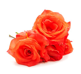 Beautiful orange flowers.