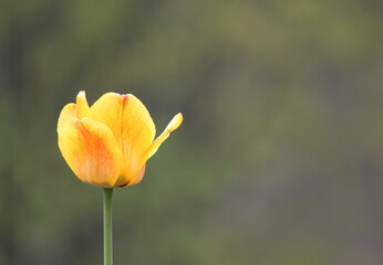 
yellow tulip close-up with blank background