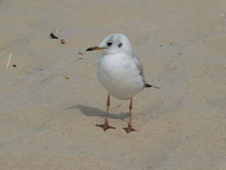 Obraz premium Möwe am Strand an der Ostsee