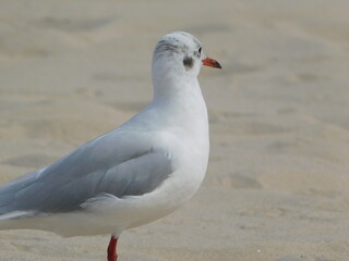 Möwe am Strand an der Ostsee