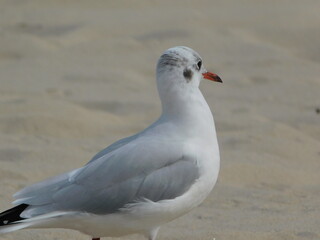 Möwe am Strand an der Ostsee
