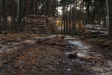 trees cutted in to logs and stacked in pile in the forest in a winter