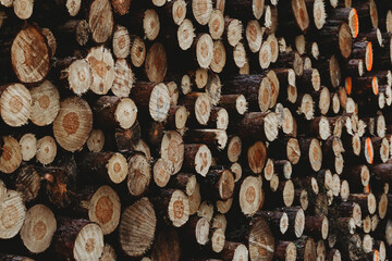 Stacks of freshly cut wood. Closeup of logs of trees in nature Background of cutted logs
