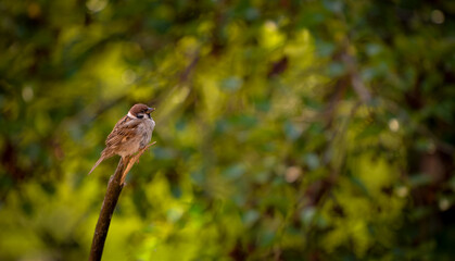 a sparrow sitting on a wooden stump on a blurred green background. Passer domesticus bird in freedom