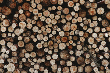 Stacks of freshly cut wood. Closeup of logs of trees in nature Background of cutted logs