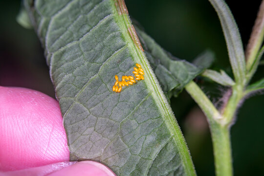 Yellow insect eggs on a plant leaf in spring seen in macro close up, stock photo image