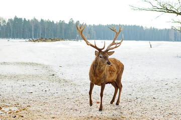 A proud deer with large antlers looks into the camera. Deer in the snow. Animals in the reserve