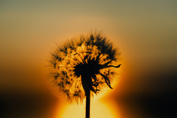 Closeup view stock photography of black silhouette of one single beautiful fluffy dandelion flower isolated at gold dark sunrise or sunset sky background