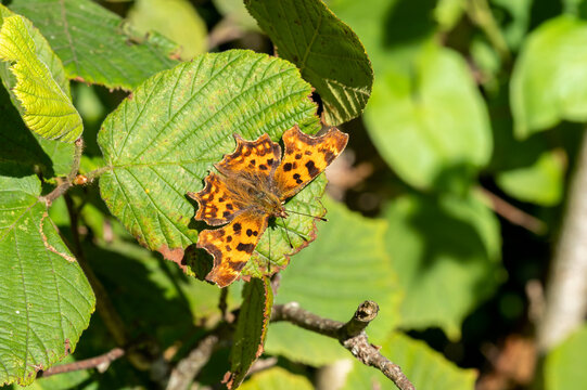 Comma Butterfly (Polygonia c-album) an orange brown flying insect in the Nymphalidae family resting with open wings on a leaf in spring, stock photo image
