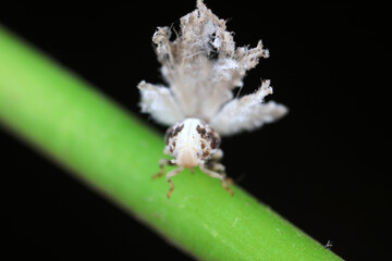 A Wax cicada larva on weeds, North China