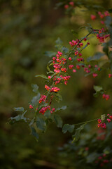 Euonymus europaeus plant in the forest. European spindletree with pink flowers