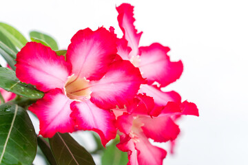 Adenium or desert rose flower is medicinal herbs. (Impala Lily, Mock Azalea, Pink adenium). white background.