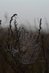 Cobweb in dew drops between a stems of common mugwort (Artemisia vulgaris) on a cold misty autumn morning, close-up