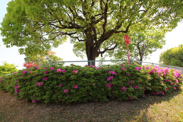 公園のツツジと新緑
