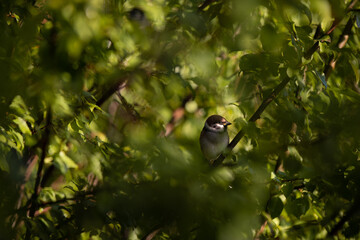 a sparrow sitting on the branches of a green tree. Passer domesticus camouflaged among the leaves early in the morning 