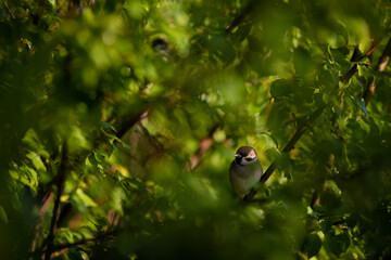a sparrow sitting on the branches of a green tree. Passer domesticus camouflaged among the leaves early in the morning 