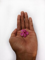 flowers on a white background
