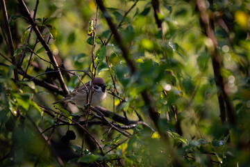 a sparrow sitting on the branches of a green tree. Passer domesticus camouflaged among the leaves early in the morning 