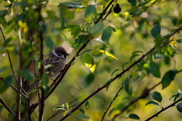 a sparrow sitting on the branches of a green tree. Passer domesticus camouflaged among the leaves early in the morning 