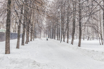 Winter forest covered with snow