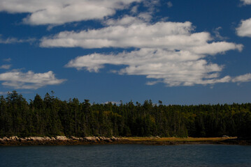 Forest coastline of ocean