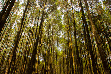 Fototapeta na wymiar Bottom view of tall old trees in pine forest. Low angel shot of a tranquil pine forest, in morning