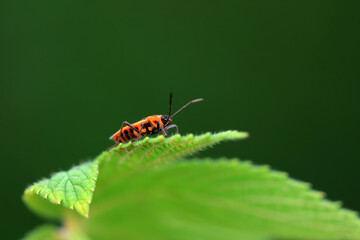 A bedbug lives on the grass in North China