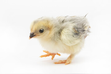 baby chicken on white background