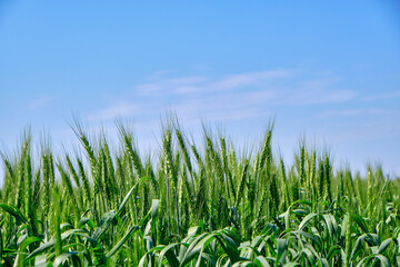 Fototapeta na wymiar green wheat and blue sky