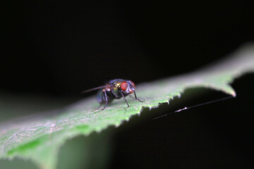A red headed Calliphora lives on the grass in North China