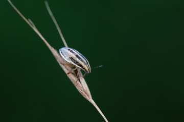 Bedbugs inhabit wild plants in North China