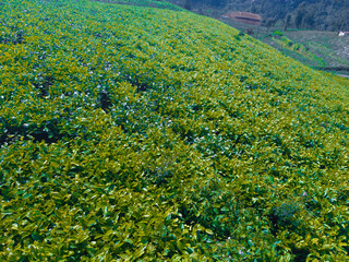 tropical tea garden