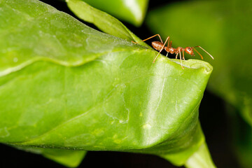 close up red ant on fresh leaf in nature