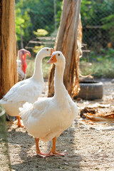 White female goose is stay in garden