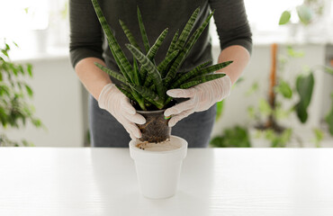 Sansevieria cylindrica planting at home