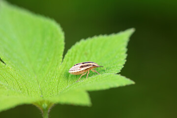 Bedbugs inhabit wild plants in North China