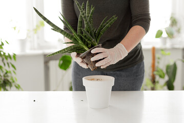 Sansevieria cylindrica planting at home